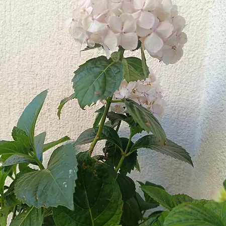 386 Ruza I Josip Piculjan アパート